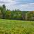 🏡 40 Acre Farmstead w/ 6BR Farmhouse, Barn & Outbuildings – Fosston, 10 thumbnail