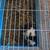 FREE GUINEA PIGS! MALE AND FEMALE 2 thumbnail