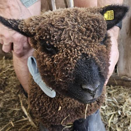 Registered Babydoll sheep (wethers) 1