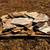 Flagstone for sale 2 thumbnail