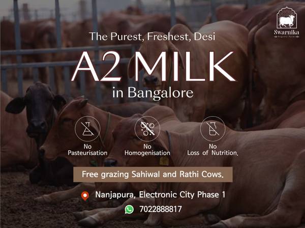 Cow milk Delivery in Electronic city, Bangalore 1