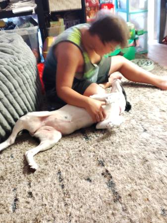Perra de 6 meses (Chehalis)634435770950411217