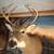 DEER HEAD - 8 Pointer White Tail 4 thumbnail