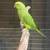 Indian ringnecks 4 thumbnail