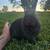 Rabbits- Netherland Dwarf 2 thumbnail