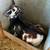 5 Nigerian Dwarf does 2 thumbnail