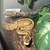 Ball python for rehome 3 thumbnail