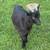 Norwegian Dwarf goat 7 thumbnail