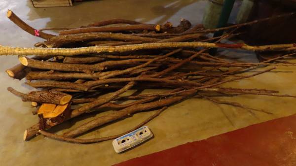 Cedar branches 1