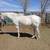 8 yr old gelding 4 thumbnail