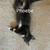Kittens 2 thumbnail
