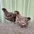 Young Chocolate English Orpington Pair 1 thumbnail