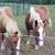 Draft-type Haflinger Horse 14 thumbnail