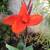 TROPICAL CANNA LILY 4 thumbnail