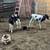 3 Calves 7 thumbnail
