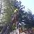 TREE  REMOVE & CLEAN UP SERVICES PREVENT FIRE EAST BAY 9 thumbnail