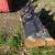 Kubota KX040-4 Mini Excavator with thumb and extra bucket 10 thumbnail