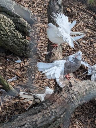 Fantails pigeons 1