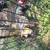 Leopard Hound 3 thumbnail