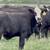 Black Whiteface Replacement Heifers 1 thumbnail