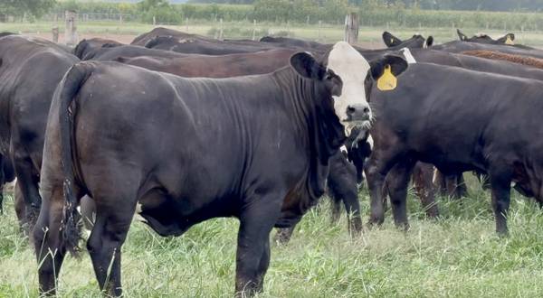 Black Whiteface Replacement Heifers 1