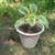 Fall Planting! Shady Yard? Hosta's are the Perfect Plant! 4 thumbnail
