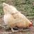 Heritage layer chicks & pullets 8 thumbnail