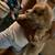 Chow chow puppies (Females only) 2 thumbnail