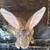Rabbits- bunnies (Flemish Giants) 1 thumbnail