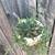2 hanging string of bananas succulent plants 4 thumbnail