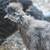Silkie chickens 1 thumbnail