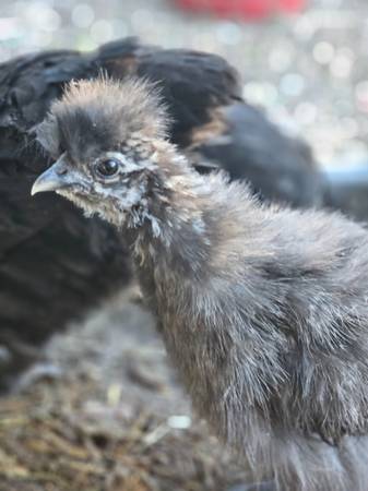 Silkie chickens 1