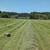 Horse Quality Hay 1 thumbnail