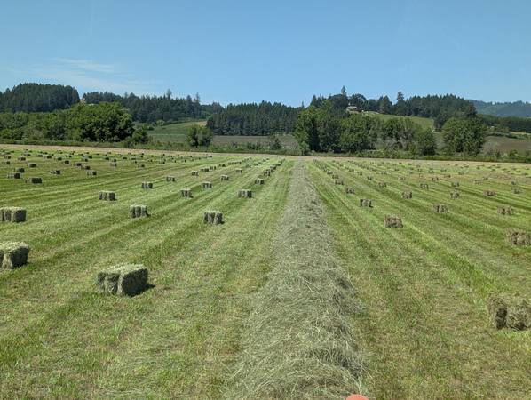 Horse Quality Hay 1