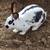 rabbits. 2 thumbnail