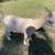 Dwarf/pygmy nanny goat 1 thumbnail