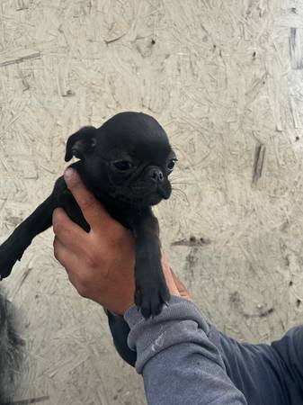 Fugs (Tulare)64025057654146121