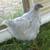 Young Layers + Rooster 2 thumbnail