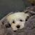 Maltese 5 thumbnail