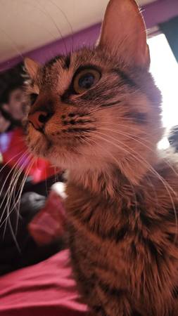 Gatita encantadora necesita nuevo hogar (Chula Vista)