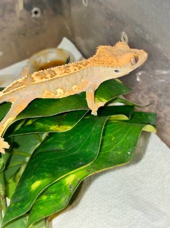 Crested Geckos (Lee's Summit)63903228019330121
