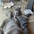 Cane corso 2 thumbnail