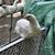 White Ranger Pullets 1 thumbnail