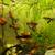 Red Cherry Shrimps +platys +guppies +minnows+snails +g.grass 15 thumbnail
