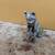 Cats~Pewter~Set of 4~1980s Spoontiques and Enesco~Like New! 7 thumbnail