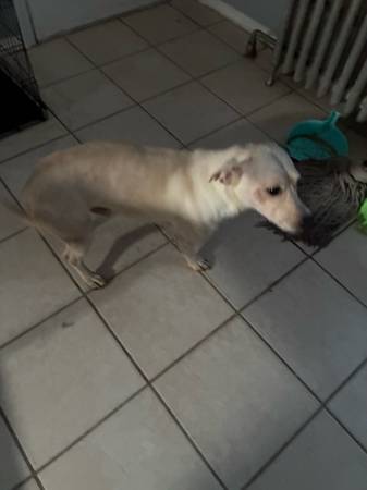 Lab mix para reubicar (Staten Island)63875423831041121