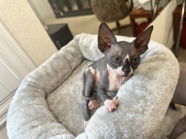 Sphynx kittens rehoming fee - $1,900 (san jose south)63471438625795121