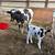 3 Calves 3 thumbnail