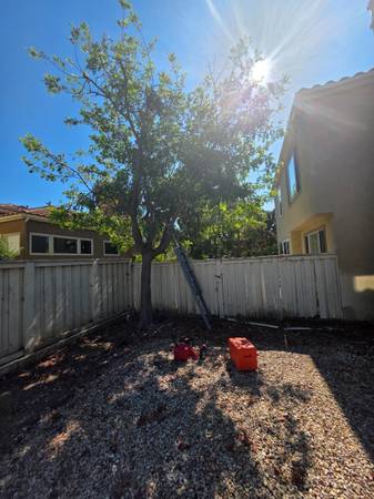 🌳weeds removal/clean ups/Tree trimming/tree removal/Landscape 1