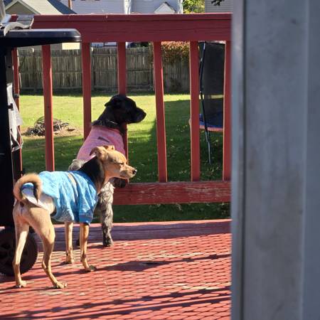 Small dog in need of loving home. (Marlborough)